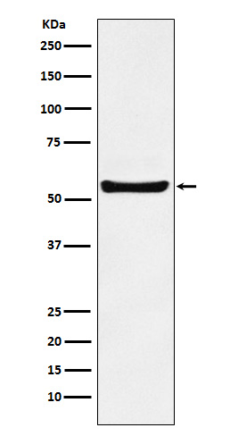 Rabbit monoclonal antibody