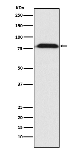 Rabbit monoclonal antibody