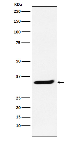 Rabbit monoclonal antibody