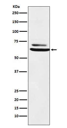 Rabbit monoclonal antibody