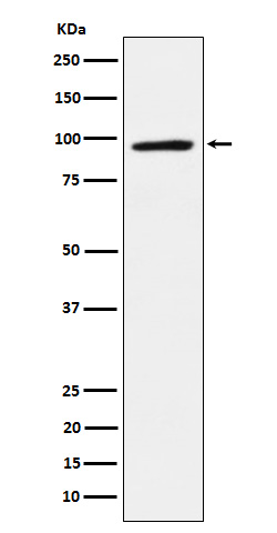 Rabbit monoclonal antibody