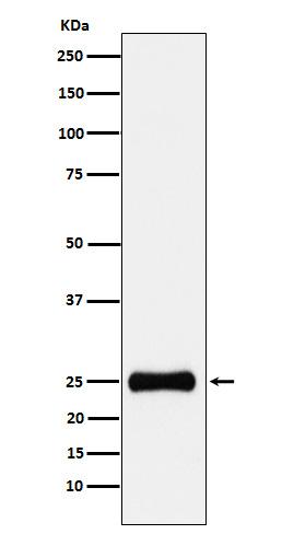 Rabbit monoclonal antibody