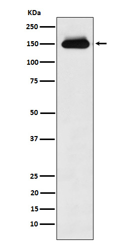 Rabbit monoclonal antibody