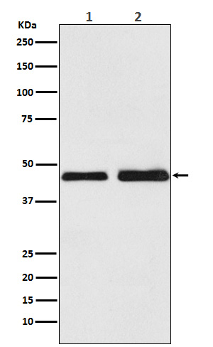 Rabbit monoclonal antibody