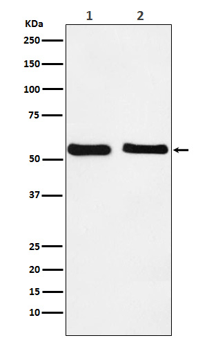 Rabbit monoclonal antibody