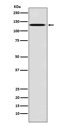 Rabbit monoclonal antibody