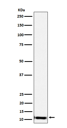 Rabbit monoclonal antibody