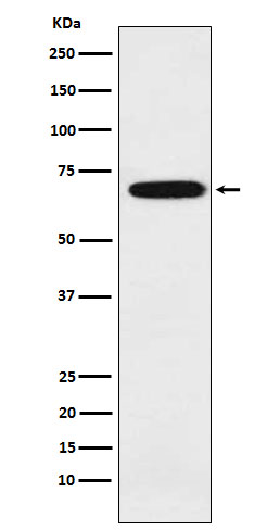 Rabbit monoclonal antibody