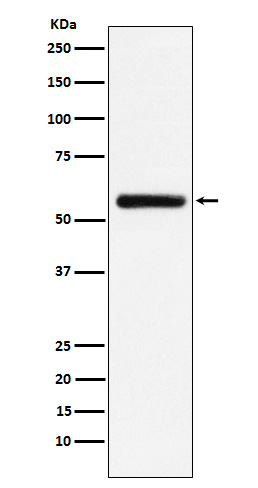 Rabbit monoclonal antibody