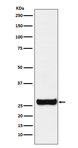 Rabbit monoclonal antibody