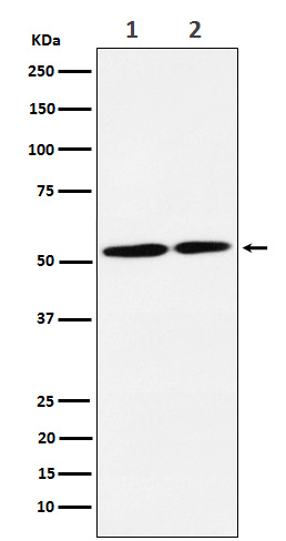 Rabbit monoclonal antibody