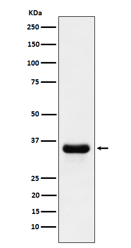 Rabbit monoclonal antibody