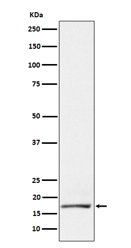 Rabbit monoclonal antibody