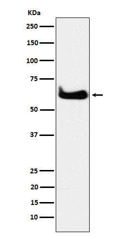 Rabbit monoclonal antibody