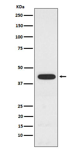 Rabbit monoclonal antibody