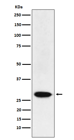 Rabbit monoclonal antibody