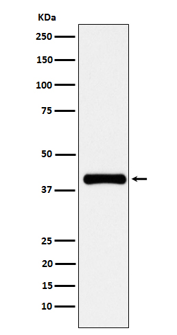 Rabbit monoclonal antibody