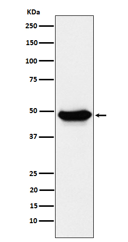 Rabbit monoclonal antibody