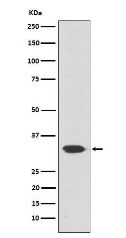 Rabbit monoclonal antibody