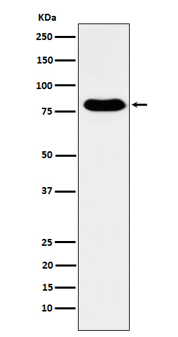 Rabbit monoclonal antibody