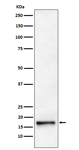 Rabbit monoclonal antibody
