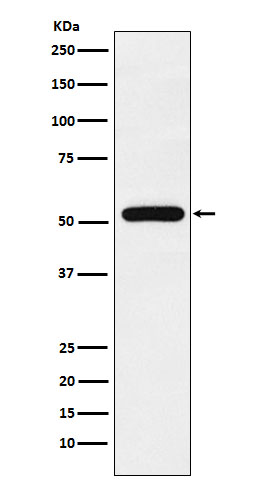 Rabbit monoclonal antibody