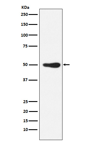 Rabbit monoclonal antibody