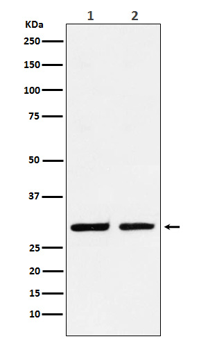 Rabbit monoclonal antibody