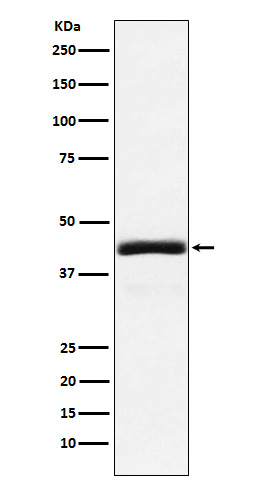 Rabbit monoclonal antibody