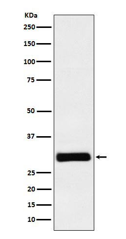 Rabbit monoclonal antibody