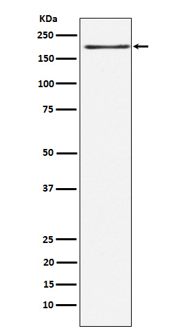 Rabbit monoclonal antibody
