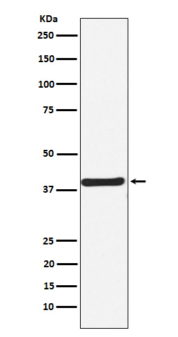 Rabbit monoclonal antibody