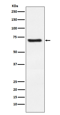 Rabbit monoclonal antibody