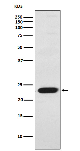 Rabbit monoclonal antibody