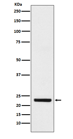 Rabbit monoclonal antibody