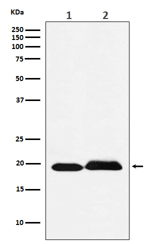 Rabbit monoclonal antibody