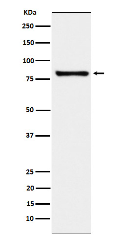 Rabbit monoclonal antibody