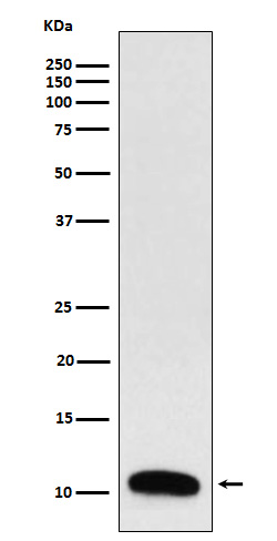 Rabbit monoclonal antibody