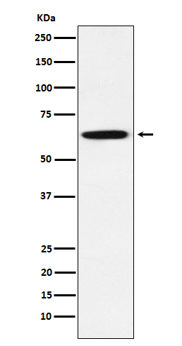 Rabbit monoclonal antibody