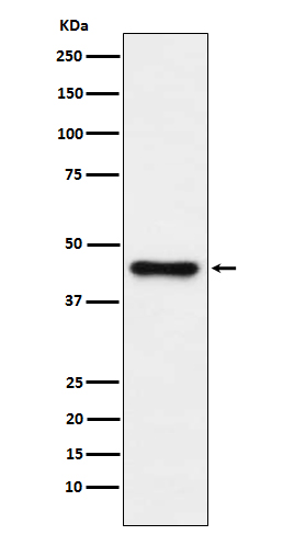 Rabbit monoclonal antibody