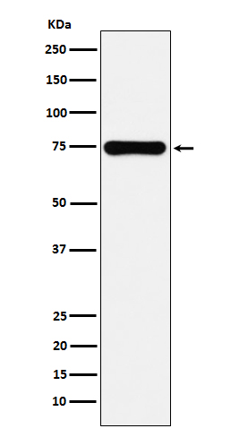 Rabbit monoclonal antibody