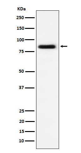 Rabbit monoclonal antibody