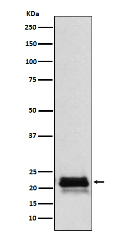 Rabbit monoclonal antibody