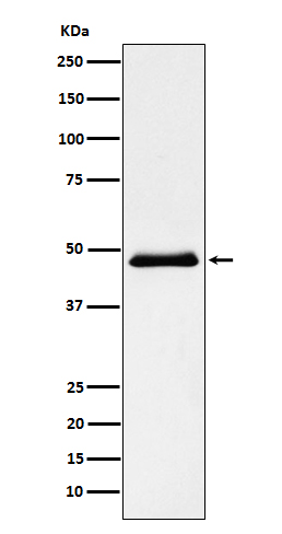 Rabbit monoclonal antibody