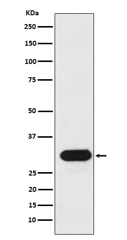 Rabbit monoclonal antibody