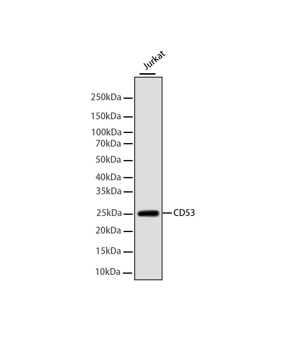 Rabbit monoclonal antibody