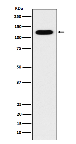 Rabbit monoclonal antibody