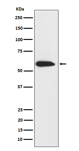 Rabbit monoclonal antibody