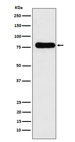 Rabbit monoclonal antibody
