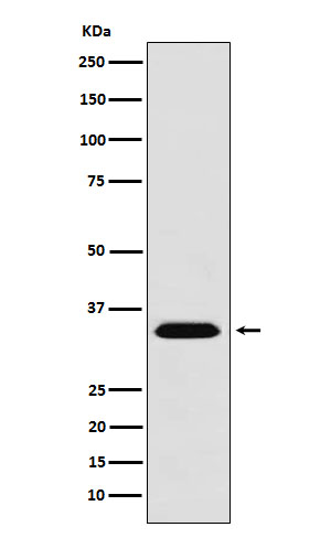 Rabbit monoclonal antibody